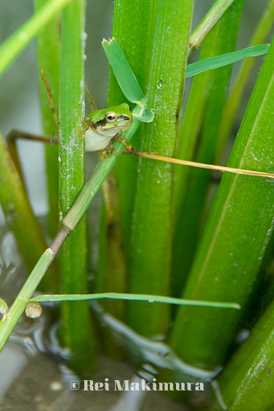 アマガエル